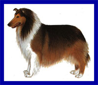 a well breed Collie dog